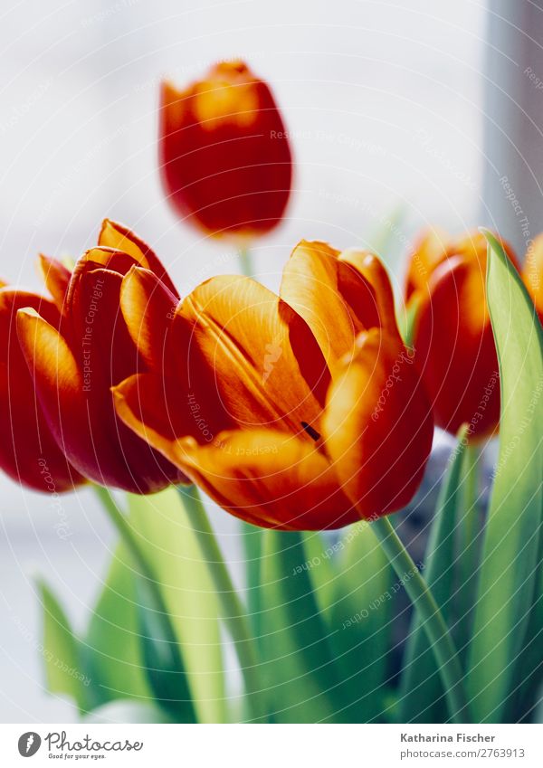 red-orange tulips bouquet of tulips Painting and drawing (object) Nature Plant Spring Summer Autumn Winter Flower Tulip Leaf Blossom Blossoming Illuminate