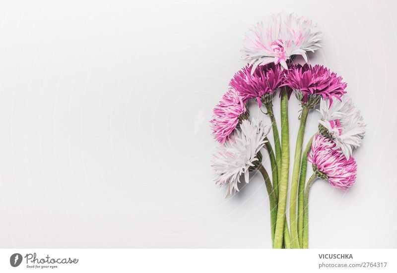 Bunch of gerbera daisies flowers on white desk, top view with copy space. Can used to Mothers day , Womens day, birthday or wedding. Greeting card bunch