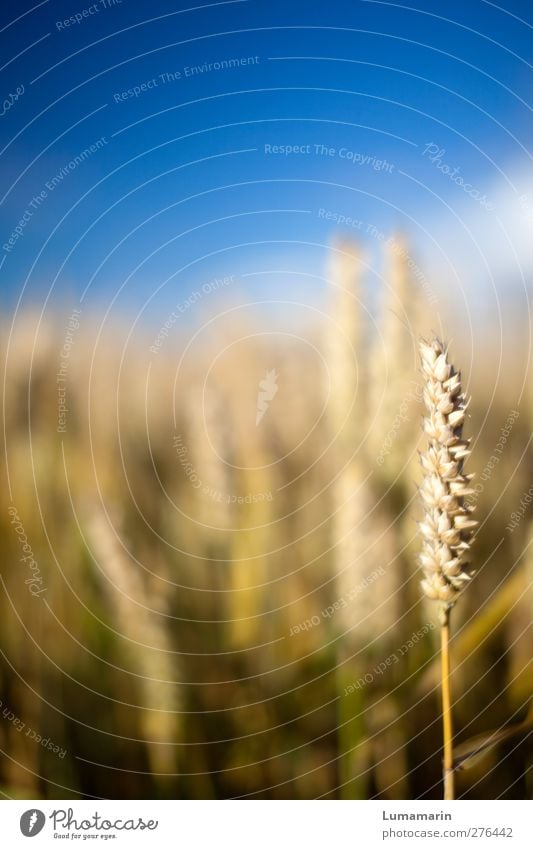 spike hole Environment Landscape Cloudless sky Summer Beautiful weather Plant Agricultural crop Grain Wheat Wheatfield Wheat ear Near Natural Uniqueness