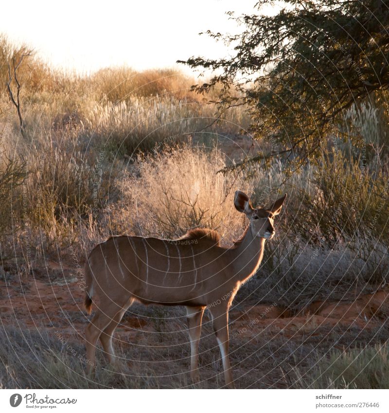 You cow you! Environment Nature Landscape Desert Animal Wild animal 1 Looking Stand Safari Steppe Kalahari desert Namibia Discover Camouflage Kudu Exterior shot