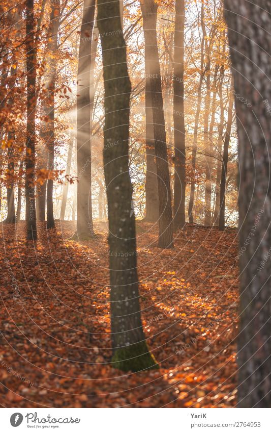 Autumn Nature Fog Tree Forest Warmth Lighting Bavaria Leaf Twigs and branches Orange Yellow Beech wood Beech tree Spruce Deciduous tree Illuminating Illuminate