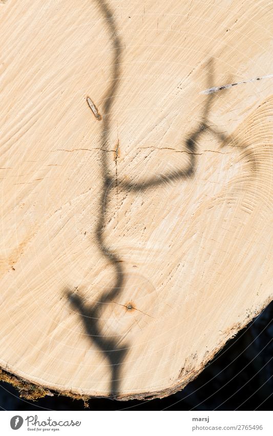 RENEWS Tree Branch Annual ring Wood grain Crack & Rip & Tear Old Authentic Broken Natural Brown Power Beginning End Timber Maple (Wood) Fallen Cross-section