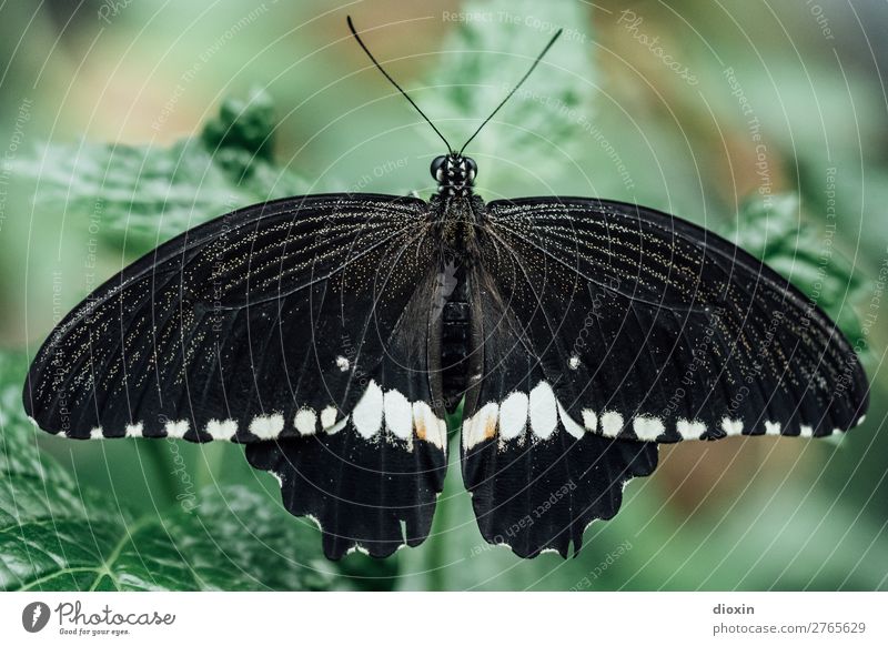 Scmetterling In Black White A Royalty Free Stock Photo From