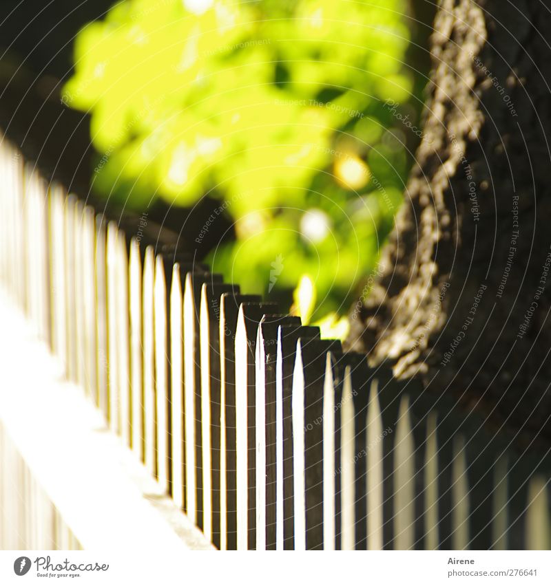 summer light lattice fence Garden Garden fence Wooden fence Fence Fence post Glittering Illuminate Fresh Positive Brown Yellow Green Contentment Contemplative