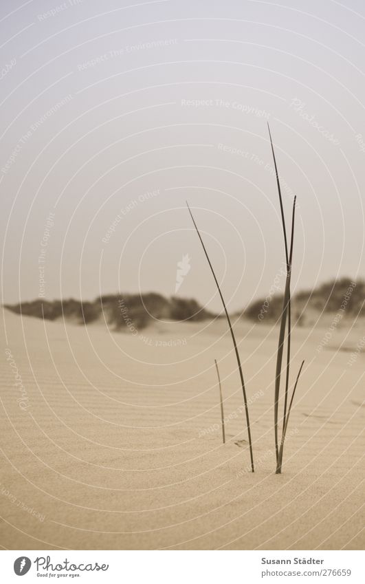 Sand, Beach, Dune, Desert