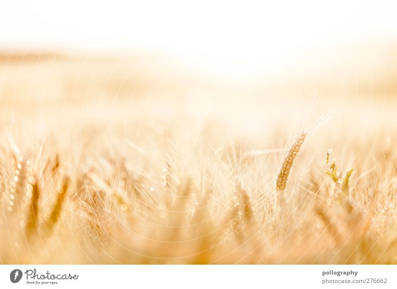 feel the nature (II) Food Grain Nature Landscape Plant Sky Cloudless sky Horizon Summer Beautiful weather Warmth Drought Agricultural crop Cornfield Field