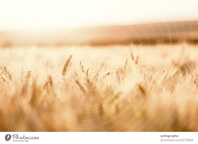 feel the nature (III) Food Grain Nature Landscape Plant Sky Cloudless sky Horizon Summer Beautiful weather Warmth Drought Agricultural crop Cornfield Field Soft