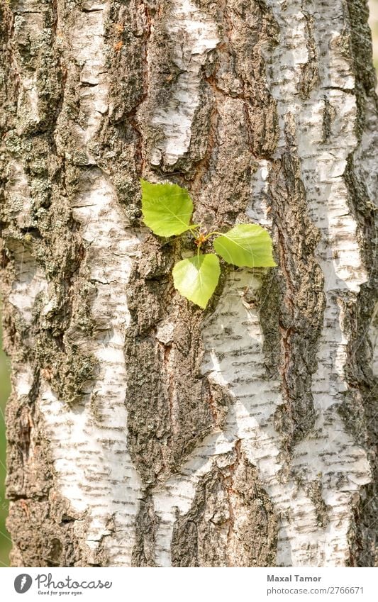 Leaves on Birch Trunk Summer Environment Nature Tree Leaf Park Forest Green White Ukraine bark birch Seasons spring sunny trunk wood young Sunlight