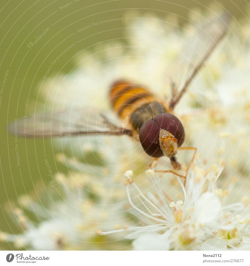you pollen plein les yeux Nature Plant Animal Flower Wild plant Meadow Fly 1 White Pollen Hover hoverfly Eyes Compound eye Bee Wasps Insect Colour photo