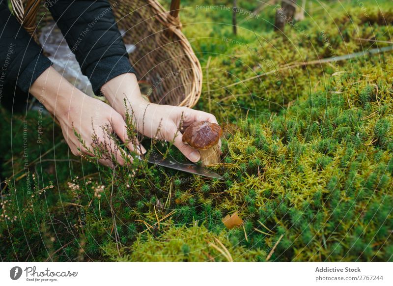 Crop woman cutting off mushroom Woman Mushroom gathering Knives Cut Tourism Natural Environment Seasons Plant Healthy Autumn Collect Fresh Forest Moss Pick
