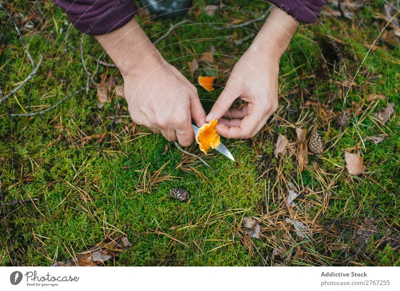 Crop woman cutting off mushroom Woman Mushroom gathering Knives Cut Tourism Natural Environment Seasons Plant Healthy Autumn Collect Fresh Forest Pick