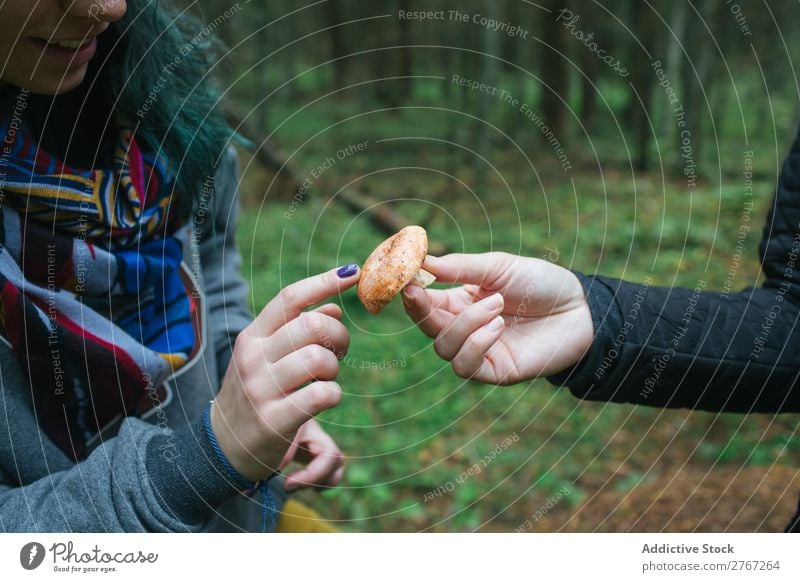 Crop person showing mushroom to crop woman Human being Mushroom Collect Seasons Natural Indicate Autumn Action mushrooming Healthy picking Forest Plant Tourism