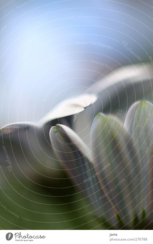 flower petals Nature Plant Summer Flower Leaf Blossom Garden Park Natural Beautiful Blue Green White Calm Colour photo Exterior shot Close-up Deserted