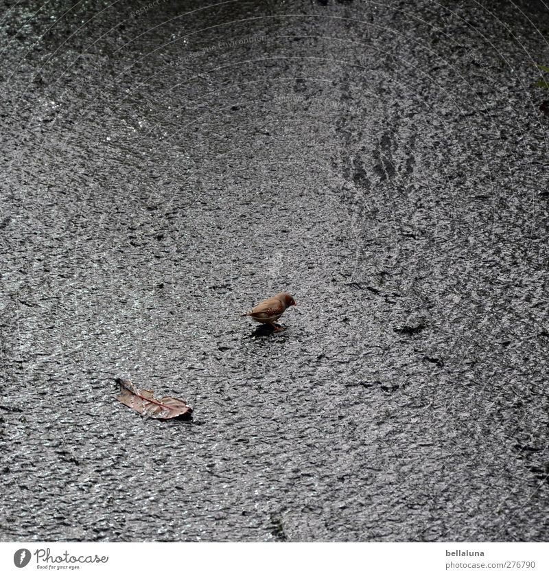 bleak? Nature Water Rock Mountain Animal Wild animal Bird 1 Sit Drinking Finch Leaf Colour photo Subdued colour Interior shot Day Light Shadow Contrast