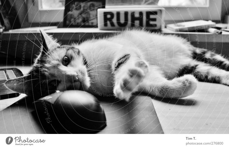 from now on it's quiet Keyboard Animal Pet Cat 1 Power Black & white photo Interior shot Day