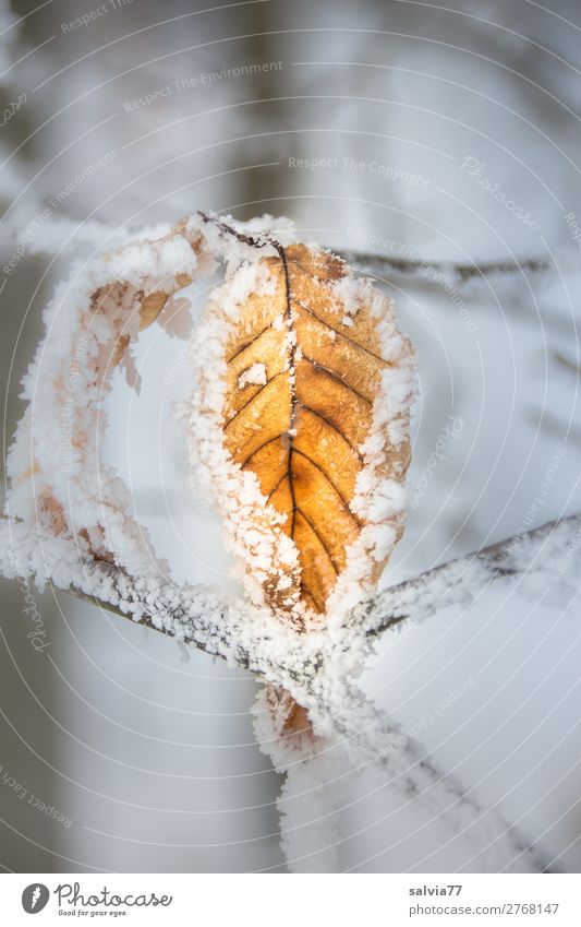 Frozen Environment Nature Plant Winter Weather Ice Frost Snow Leaf Twigs and branches Forest Cold Calm Transience Change Hoar frost Colour photo Exterior shot