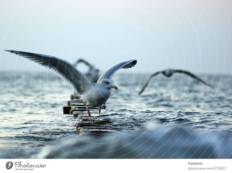 landing site Environment Nature Animal Sky Cloudless sky Autumn Waves Coast Baltic Sea Ocean Wild animal Bird Wing Wet Natural Seagull Flying Colour photo