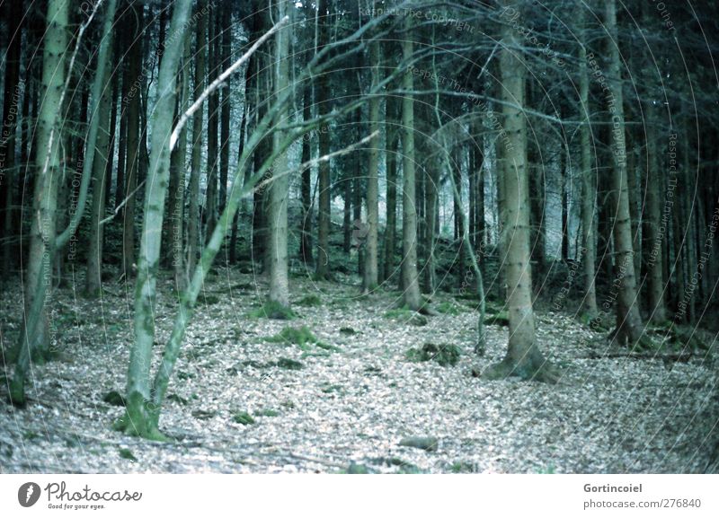 mixed forest Environment Nature Plant Tree Forest Dark Green Woodground Edge of the forest Coniferous trees Mixed forest Colour photo Subdued colour