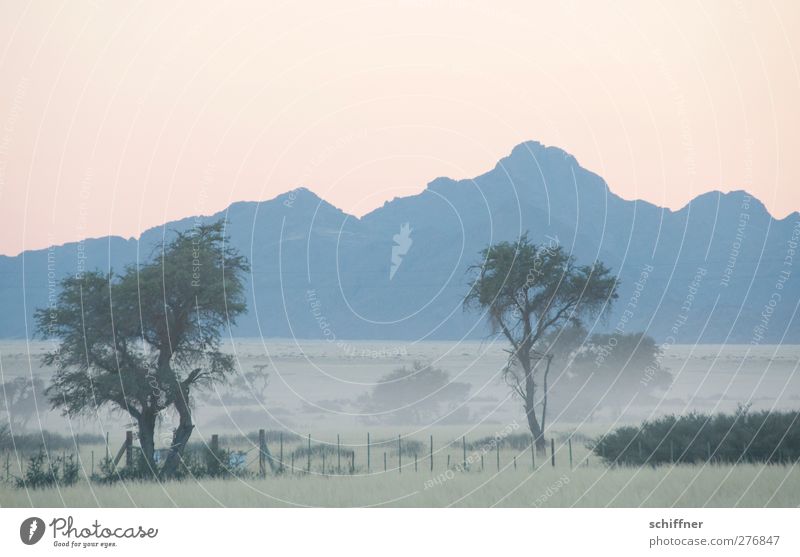 Good morning Namib Nature Landscape Cloudless sky Sunrise Sunset Fog Plant Tree Grass Kitsch Dawn Morning fog Haze Airplane takeoff Pastel tone Mountain