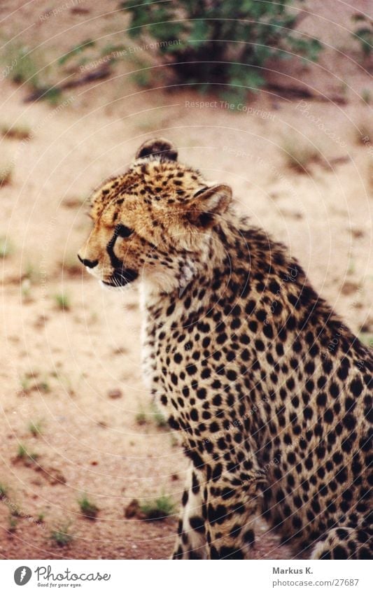 The Sprinter Cheetah Speed Cat Land-based carnivore Claw Africa Hunter Purr Namibia big cat Pride