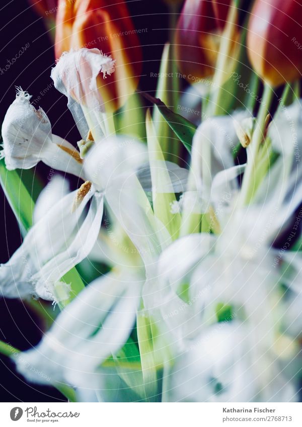 Tulips white orange red bouquet double exposure Work of art Plant Spring Summer Autumn Winter Flower Leaf Blossom Bouquet Blossoming Illuminate Exceptional