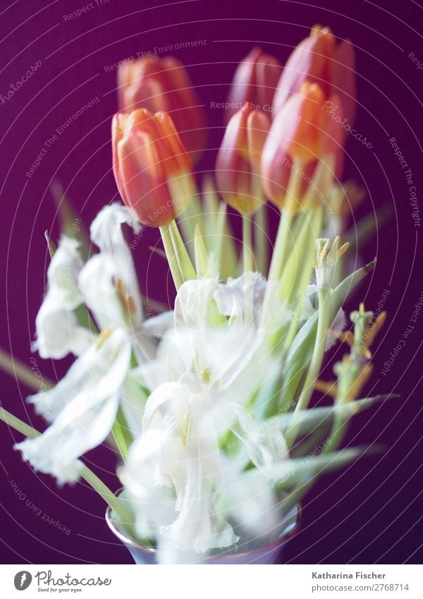 Tulips white red orange tulips bouquet of flowers double exposure Art Plant Spring Summer Autumn Winter Flower Leaf Blossom Bouquet Blossoming Fragrance