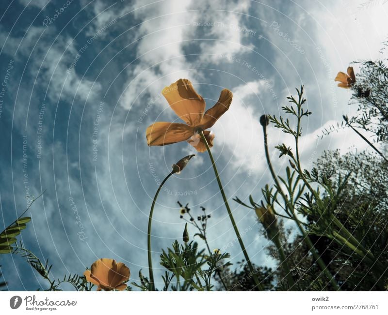Fly me to the poppy seed Environment Nature Landscape Plant Air Sky Clouds Spring Beautiful weather Flower Bushes Blossom Garden Meadow Movement Blossoming