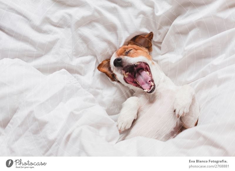 cute dog sleeping and yawning on bed, white sheets.morning Lifestyle Illness Relaxation Leisure and hobbies Winter House (Residential Structure) Bed Bedroom