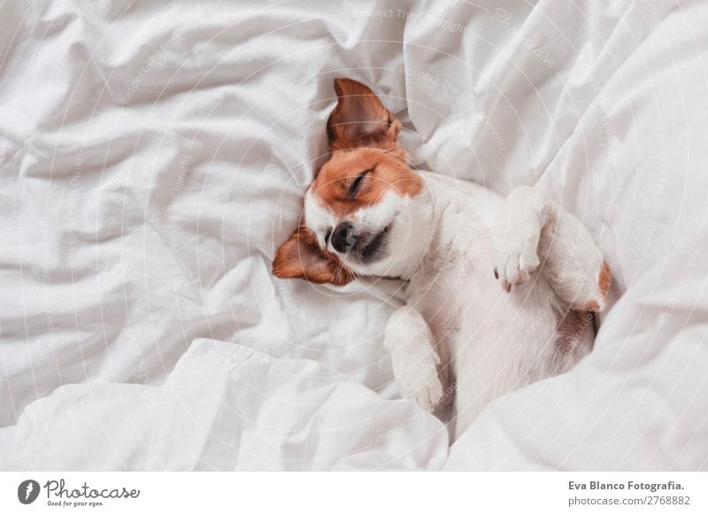 cute dog sleeping on bed, white sheets.morning Lifestyle Illness Relaxation Leisure and hobbies Winter House (Residential Structure) Bed Bedroom Animal Autumn