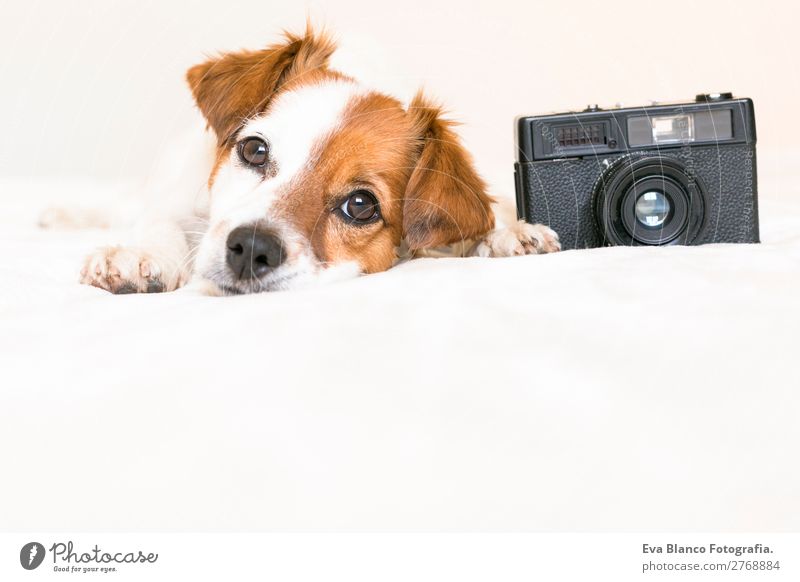 closeup portrait of cute dog with camera Lifestyle Leisure and hobbies House (Residential Structure) Bed Bedroom Camera Animal Pet Dog 1 Observe To enjoy Lie