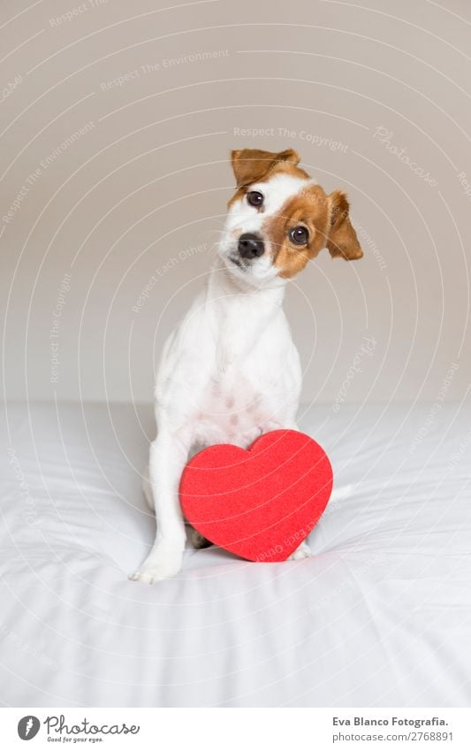 portrait of a cute dog sitting on bed with a red heart. Lifestyle Beautiful Leisure and hobbies House (Residential Structure) Bed Room Feasts & Celebrations