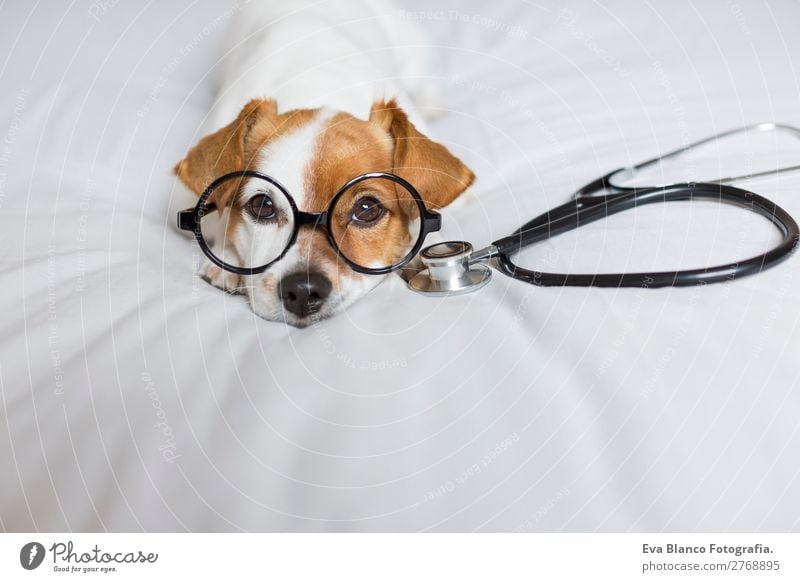 Portrait of a cute doctor dog sitting on bed. Lifestyle Healthy Health care Medical treatment Nursing Medication Leisure and hobbies