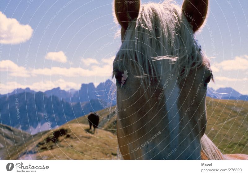 The italian horse Vacation & Travel Summer Mountain Hiking Climbing Mountaineering Landscape Sky Clouds Horizon Meadow Alps Animal Wild animal Horse 1 2