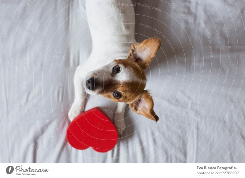 cute young small dog sitting on bed with a red heart Lifestyle Leisure and hobbies House (Residential Structure) Bed Room Feasts & Celebrations Valentine's Day