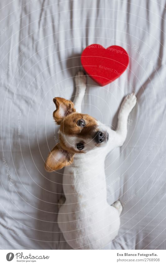 cute young small dog sitting on bed with a red heart Lifestyle Happy Leisure and hobbies House (Residential Structure) Bed Feasts & Celebrations Valentine's Day