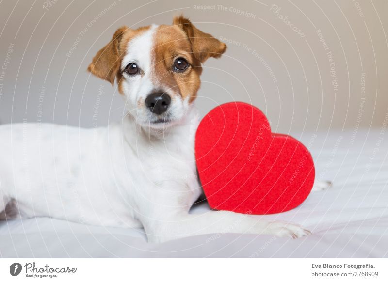 cute small dog sitting on bed with a red heart. Lifestyle Leisure and hobbies Flat (apartment) House (Residential Structure) Bed Room Feasts & Celebrations
