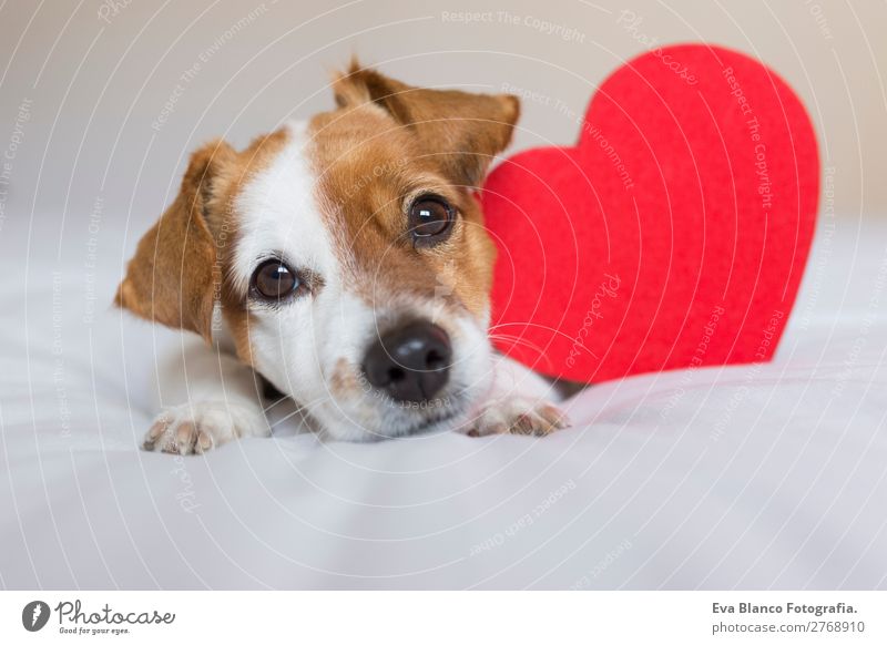 cute small dog sitting on bed with a red heart Lifestyle Happy Feasts & Celebrations Valentine's Day Media Animal Pet Dog Wood Heart Love Sit Small Funny Cute