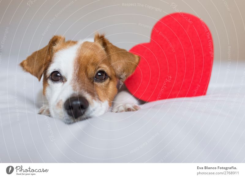 portrait of a cute dog resting on bed. Lifestyle Leisure and hobbies Flat (apartment) House (Residential Structure) Bed Room Valentine's Day Animal Pet Dog 1
