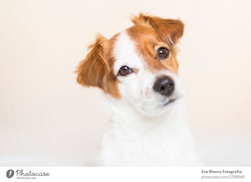 portrait of a cute dog on bed Lifestyle Leisure and hobbies Living or residing Bed Animal Pet Dog 1 Observe Think Listening Looking Sleep Friendliness Beautiful