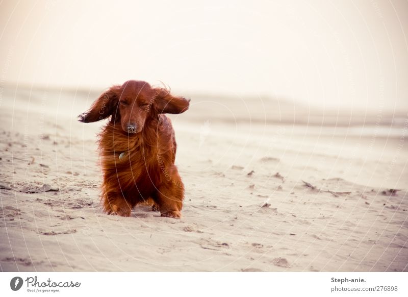 Stupid wind Summer Wind Coast Beach North Sea Baltic Sea Ocean Island Borkum Pet Dog 1 Animal Freeze Sit Stand Sadness Authentic Uniqueness Funny Cute