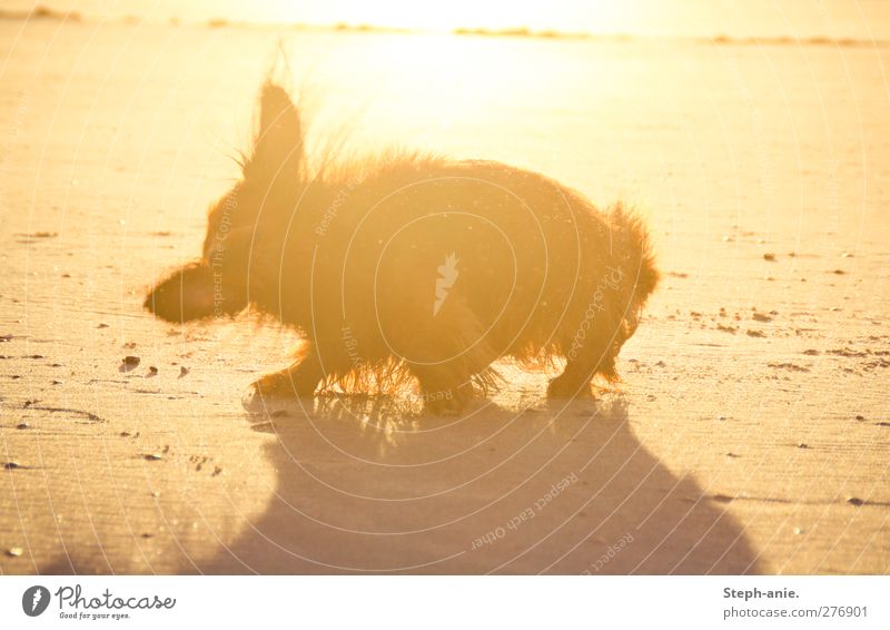 After bathing Sand Sun Sunrise Sunset Sunlight Summer Waves Coast Lakeside River bank Beach Bay North Sea Baltic Sea Ocean Pet Dog Pelt Swimming & Bathing