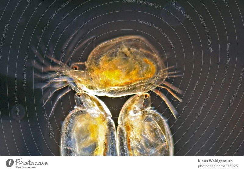 "One carries the other's load" It almost seems that 2 water fleas carry a third above their heads. Dark field illumination under the microscope. Animal