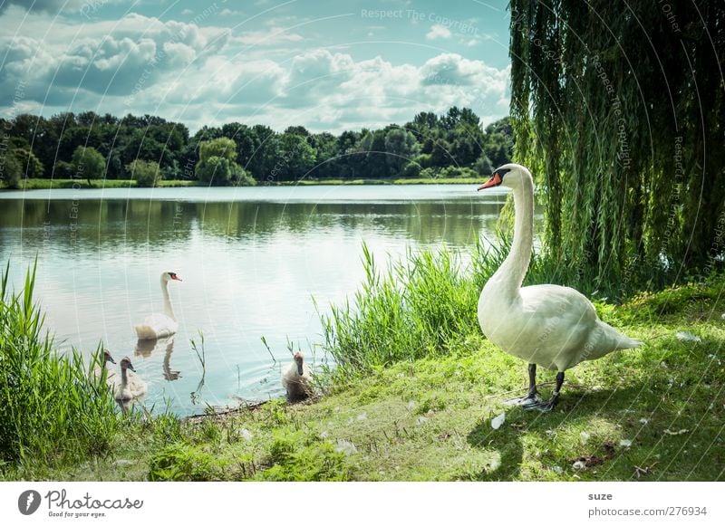 Cheffe has everything in view* Environment Nature Landscape Animal Water Sky Clouds Summer Beautiful weather Meadow Lakeside Wild animal Bird Swan Animal family