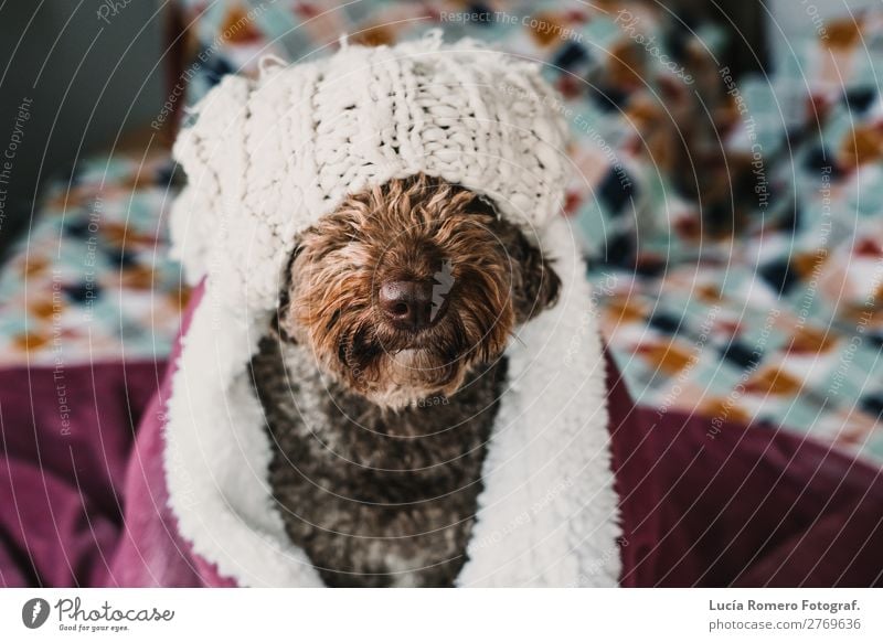 Brown dog covered with a pink blanket. Lifestyle. Joy Beautiful Relaxation Bedroom Friendship Animal Pet Dog Love Friendliness Funny Cute Safety (feeling of)