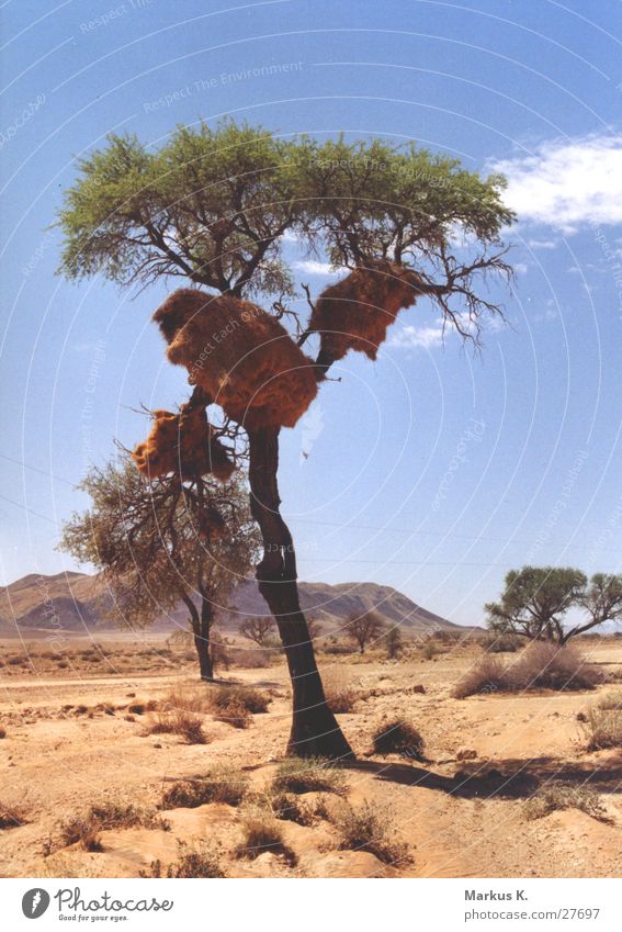 Settler Weaverbird Nest Tree Semi-desert Society weaver bird voglenest Domicile