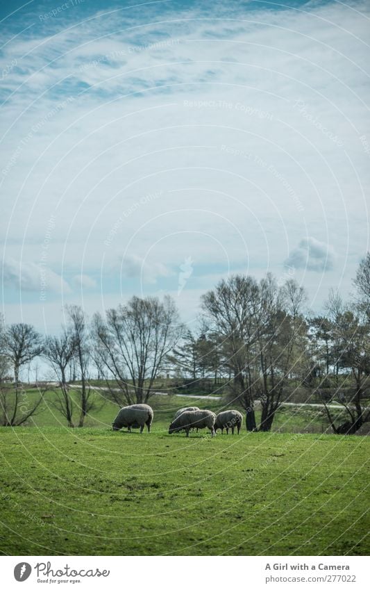 Hiddensee l doing what they do best Environment Nature Landscape Plant Sky Clouds Spring Summer Beautiful weather Grass Field Animal Farm animal Sheep
