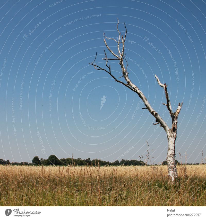 steadfast... Environment Nature Landscape Plant Cloudless sky Summer Beautiful weather Warmth Tree Grass Foliage plant Agricultural crop Birch tree Grain Field
