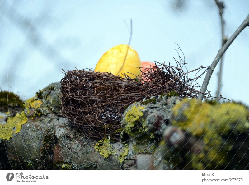 yellow egg Food Easter Spring Tree Yellow Easter egg Easter egg nest Nest Eyrie Branch Twig Tree trunk Hide Hiding place Colour photo Multicoloured