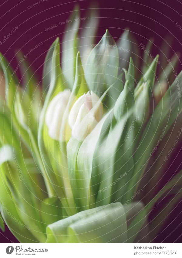 Tulips white double exposure Art Nature Plant Spring Summer Autumn Winter Flower Leaf Blossom Bouquet Blossoming Illuminate Exceptional Beautiful Green