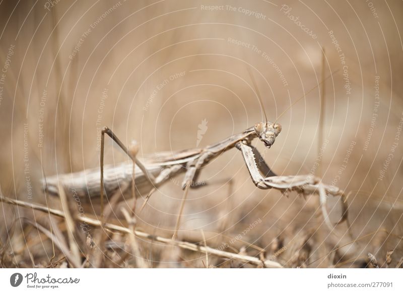 The Seeress -1- Environment Nature Earth Grass Animal Wild animal Praying mantis Insect Mantids Observe Exceptional Creepy Natural Seldom Threat Colour photo